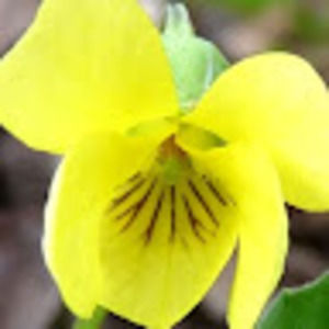 Meet your Posher, Lynn